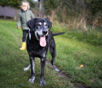 SID - 32 kg, kastrovaný psík 12 let - 3