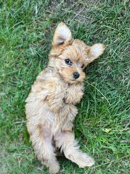 Prodám štěně - 3