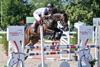 Charakterní kobyla do sportu - 3