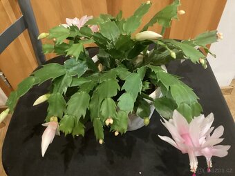 Vánoční kaktusy - 3