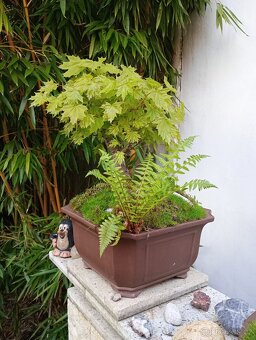 Javor mléč (Acer platanoides) bonsai - 3