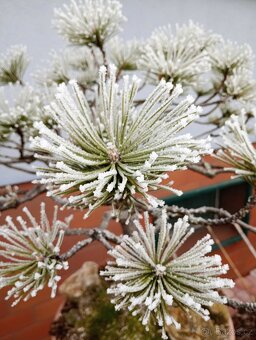 Borovice černá (Pinus nigra) bonsai - 3