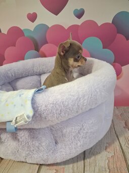 Chihuahua -lila pes - 3