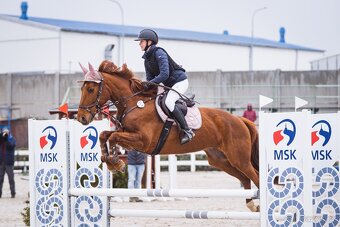 Hannoverská klisna - 3