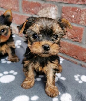 Štěňata jorkšírský teriér (yorkshire terrier) - 3