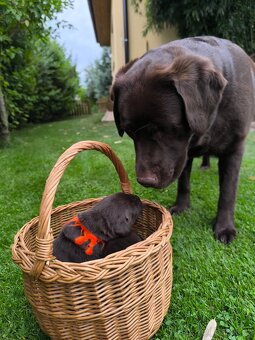 Labradorský retriever s PP - čokoládový pejsek - 3
