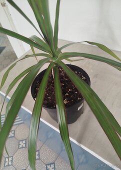 Pokojová květina DRACENA - 3