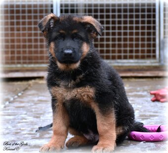 Německý Ovčák - štěňata - 3