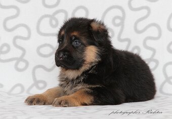 Štěně německý ovčák - 3