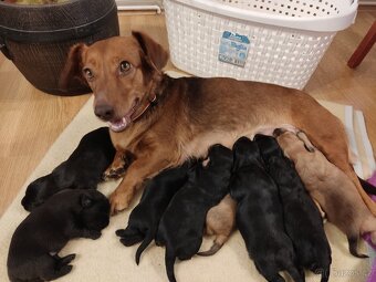 Štěňata křížence - 3