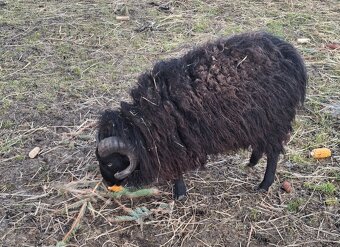 Oussentský beran - 3