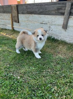 štěně akita inu - 3