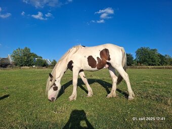 Krásný strakatý koník vhodný i k dětem - 3