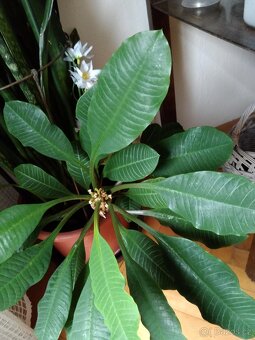 PRYŠEC +TCHYNIN JAZYK - 3