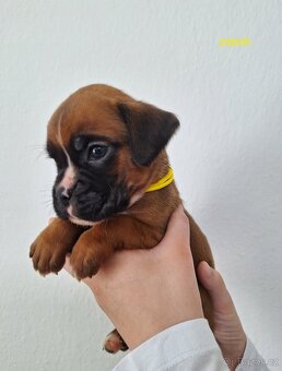 Německý boxer štěňata s PP - Moravia Dog Club - 3