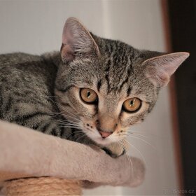 Mourinka Minky - 3
