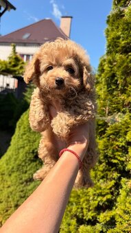 Maltipoo chlapeček - 3