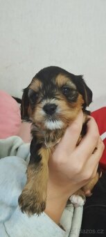 🐾 Jorkšírská štěňátka k rezervaci – odběr před Vánoci 🎄 - 3