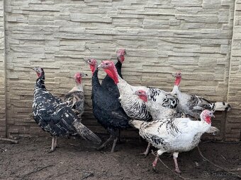 Krůty a krocani bronzové - 3