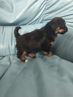 Jorkšírský teriér - 3