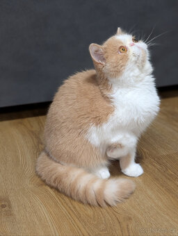 Prodám exotickou kočku s PP - 3