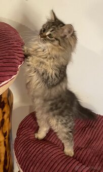 Sibiřská kočka s PP - 3