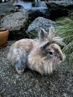 Zakrslý králík Teddy 🐇🐇 vlasatá holčička ❤️ - 3