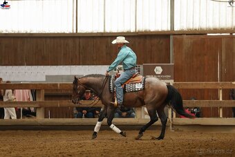 Plemenný hřebec AQH - 3