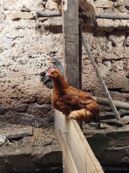 Kohoutci - 3