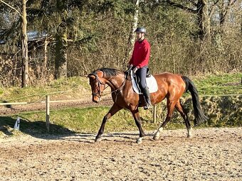 Prodej/pronájem 7-mi letá klisna CS - 3