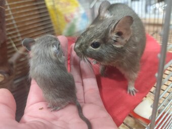 Osmák degu - 3