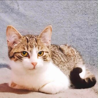 Kočka a Kocourek - 3