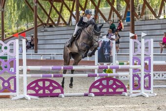 🐴 Na prodej – mladý valach po Hickstead White - 3