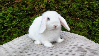 Zakrslý beránek, králíček, králík - TYMIÁN - 3