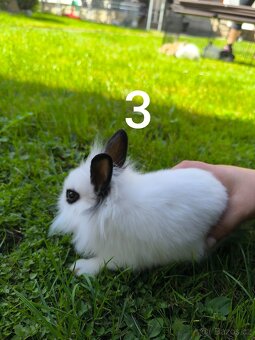 Zakrslý králík prodej - 3