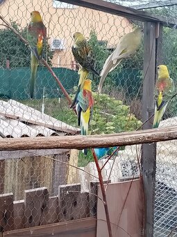 Papoušek zpěvavý - 3