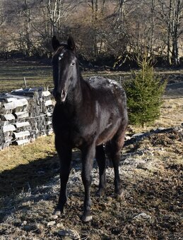 Appa x QH klisna 2,5 roku - 3