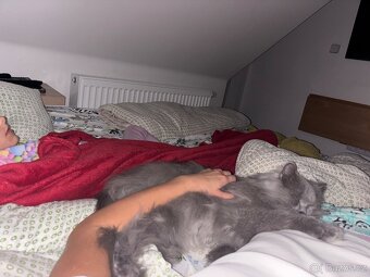 Prodej kocourka.. důvod stěhování - 3