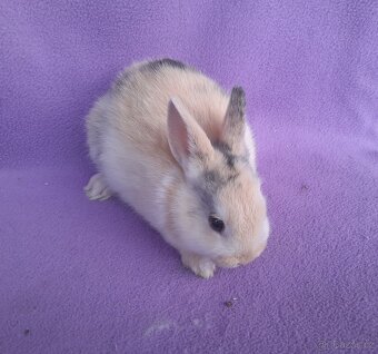 Zakrslý králíček - 3