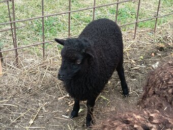 Quessantská ovce - 3