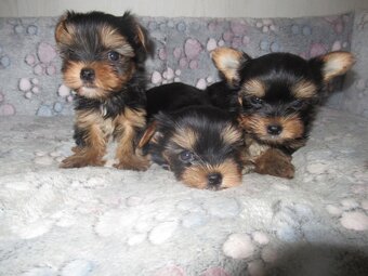 Jorkšírský teriér - 3