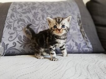 Britská koťátka s PP - 3