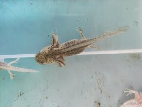 Axolotl mexický - 3