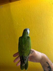 Papoušek Senegalský ručně dokrmenny - 3