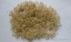 Hvězdnice zlatovlásek Aster linosyris 1700 semen 50 Kč - 3