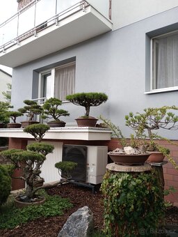 Borovice lesní (Pinus sylvestris) bonsai - 3