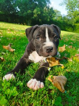 Americký stafordširský teriér : AMSTAFF - 3