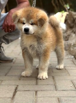 Akita Inu s průkazem původu FCI & AKIHO - 3