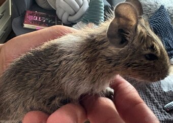 Osmák degu - 3
