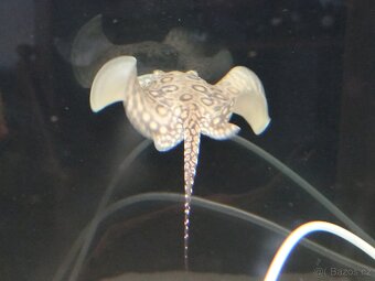 Potamotrygon motoro marbled - 3